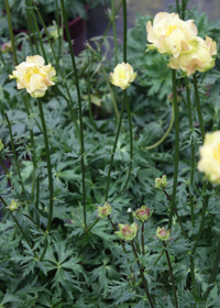 Trollius 'Alabaster'